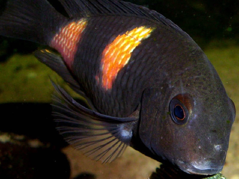 Tropheus sp. 'kirschfleck' Siyeswe